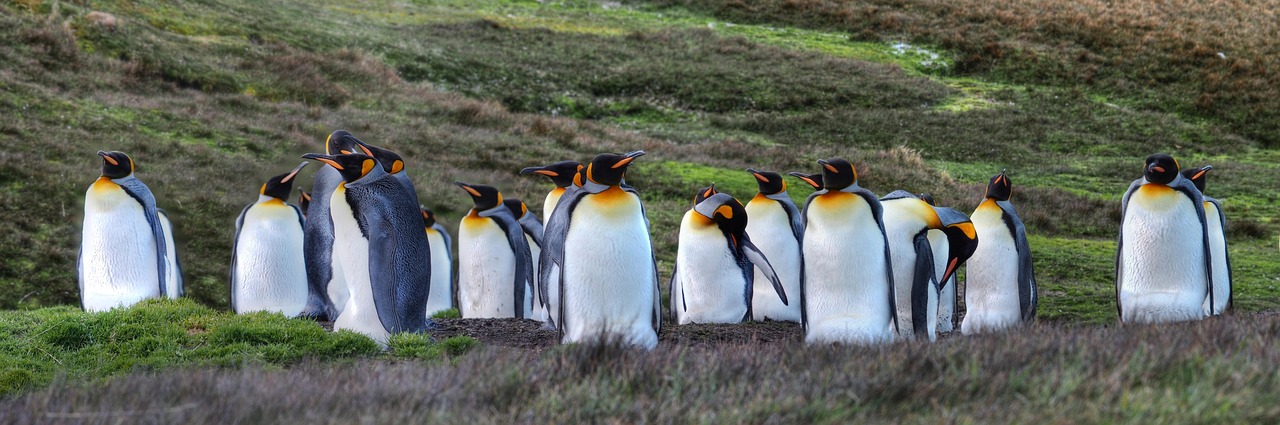 antarctic, south georgia, king penguins, expedition, animal groups, antarctic, antarctic, south georgia, south georgia, south georgia, south georgia, south georgia, king penguins, king penguins, king penguins, king penguins, king penguins, expedition